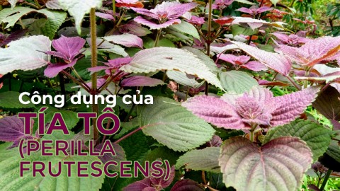Uses of Perilla