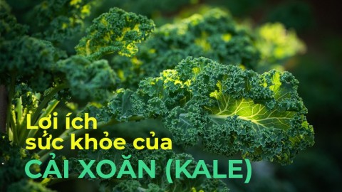 Health benefits of kale (Kale)