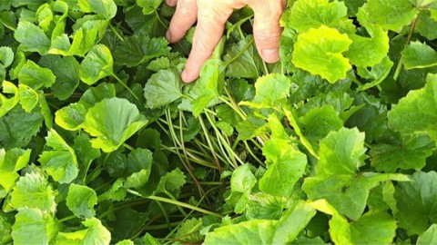 Centella – A precious medicine from nature