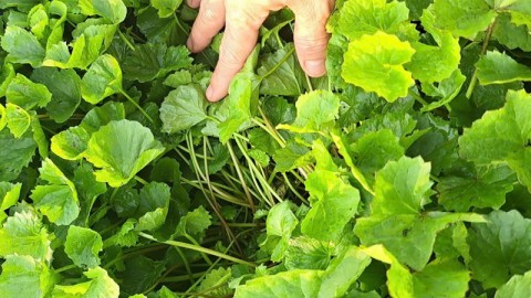 Pennywort – Nature's "miracle drug" for skin health