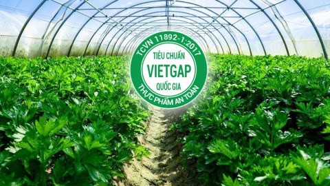 What is Vietgap?